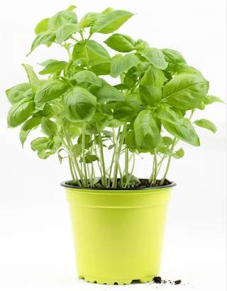 Holy basil potted plant