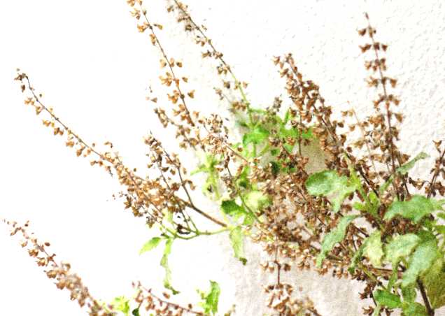 Holy basil seeds