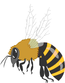 Honey bee