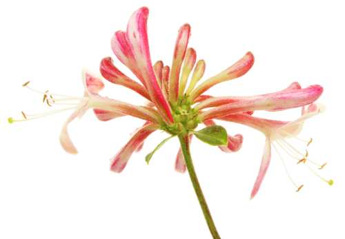 Honeysuckle flowers