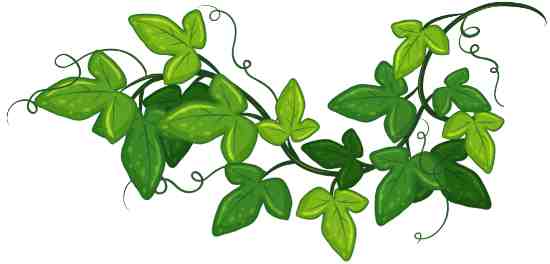 Ivy plant