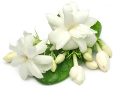 Jasmine flowers