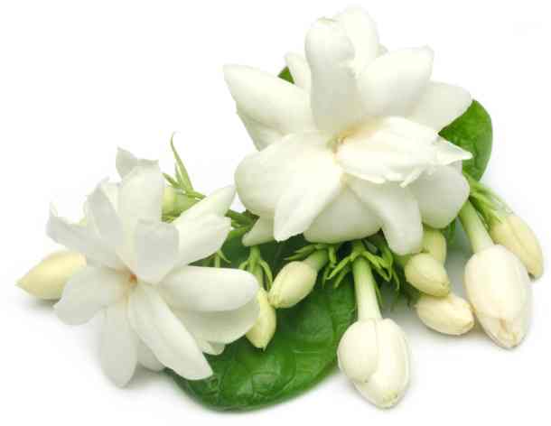 Symbolic And Spiritual Meaning Of Jasmine Flowers - Everything You