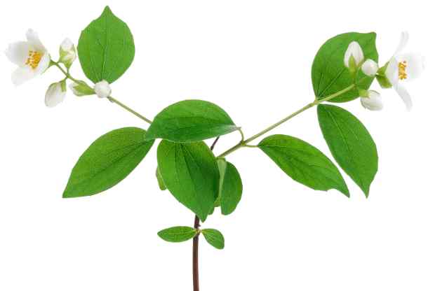 Jasmine plant