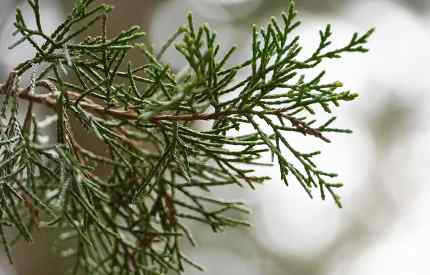 Juniper leaves