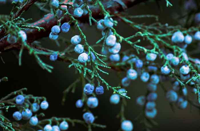 Juniper with berries