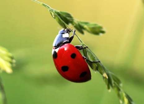 Ladybug