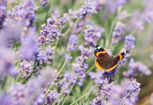 Butterfly around Lavender plants