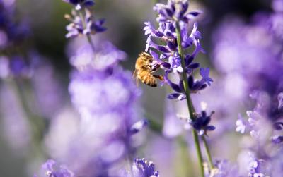 Lavender flowers