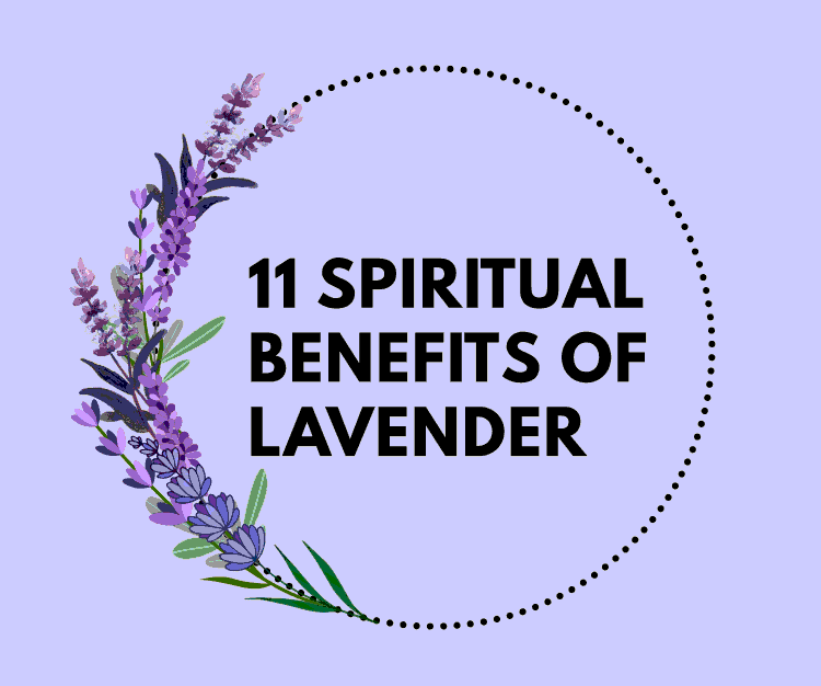 Dried Lavender Flowers - Dried Lavender Uses & Benefits