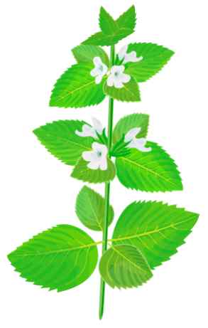 Lemon balm illustration