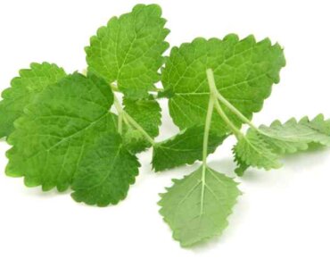 Lemon balm leaves