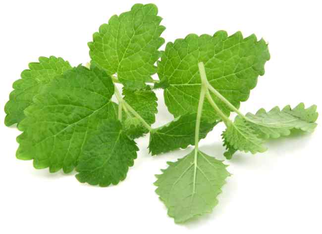 Lemon balm leaves