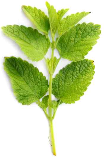 Lemon balm sprig