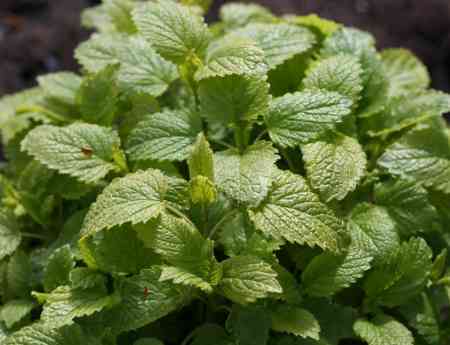 Lemon Balm