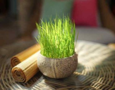 Fresh lemongrass plant in pot