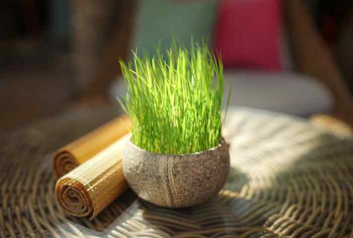 Fresh lemongrass plant in pot