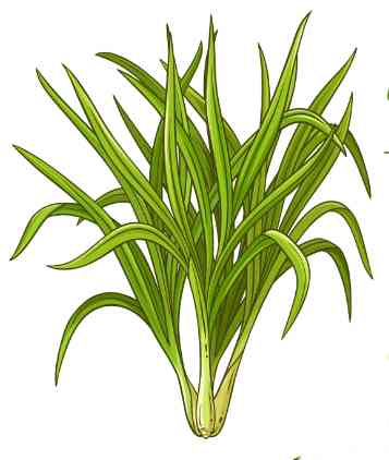 Lemongrass