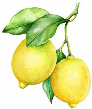 Lemons with leaves