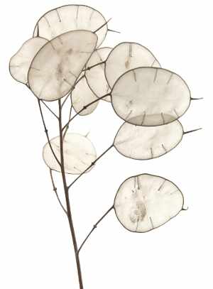 Lunaria pods