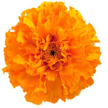 Marigold flower