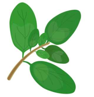 Marjoram