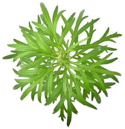 Mugwort leaves