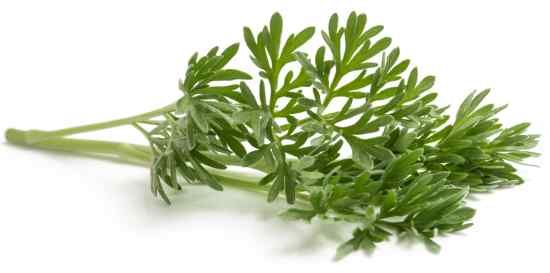 Mugwort sprig