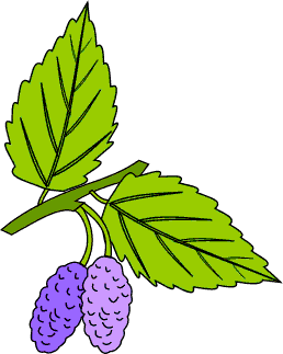 Mulberry Tree
