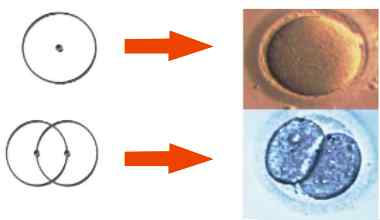 Mytosis and Vesica Piscis