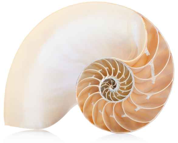 Nautilus Shell