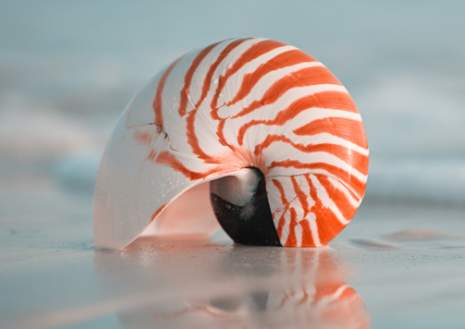 Nautilus shell