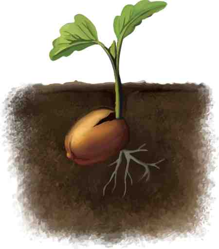 New sprout 