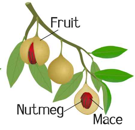 Nutmeg tree parts