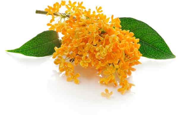 Orange osmanthus