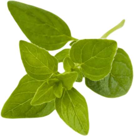 Oregano sprig