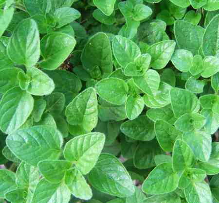 Oregano