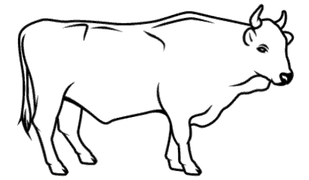 Ox
