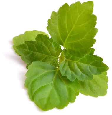 Patchouli
