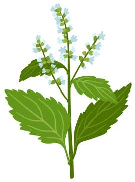 Patchouli