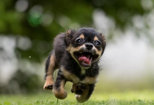 Pet dog playing