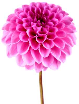 Pink dahlia