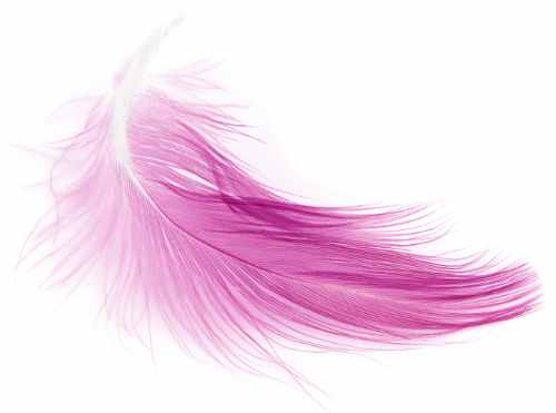 Pink feather