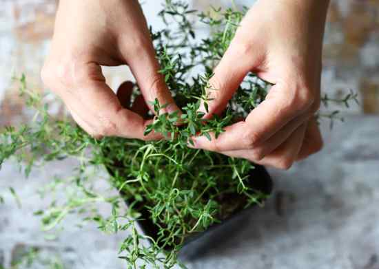 Planting thyme