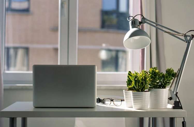 Plants in office cubicle