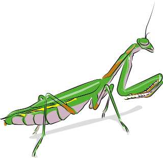 Praying mantis