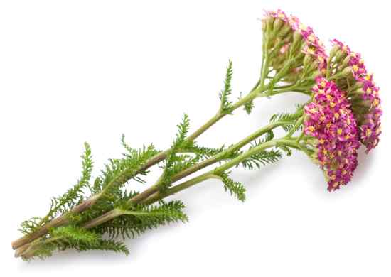 Red yarrow flowers