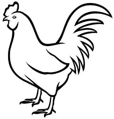 Rooster
