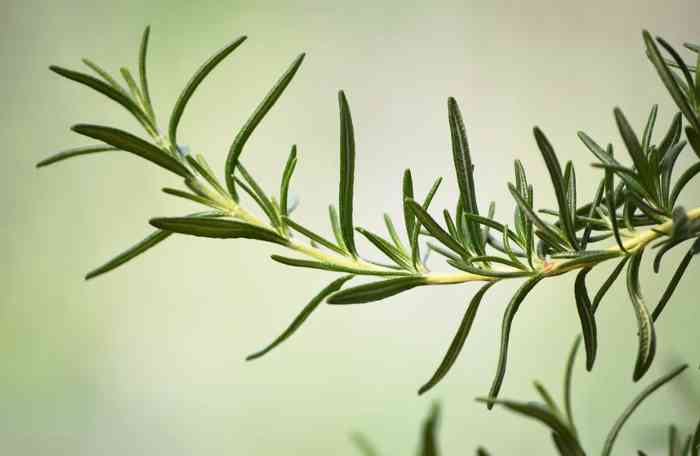 Rosemary leaves