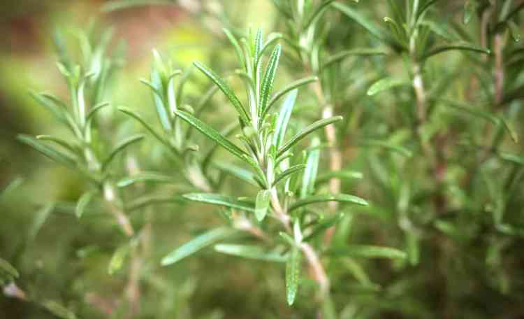 Rosemary plant